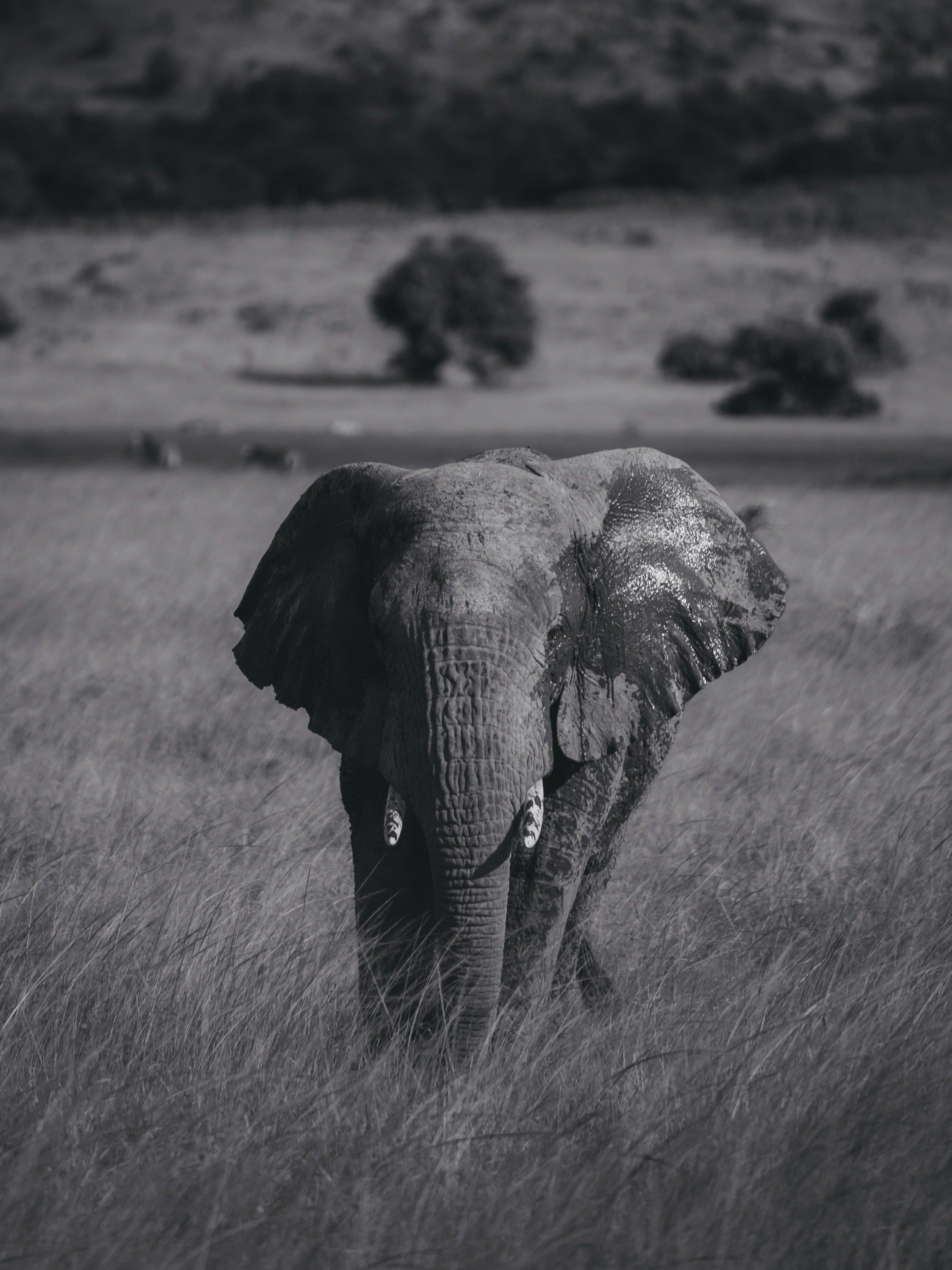 Akagera National Park